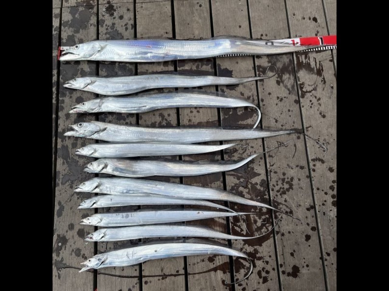 【釣果速報】神奈川県荒川屋で海況のハンデを乗り越え121cmのタチウオゲット！今後の釣行も期待大！