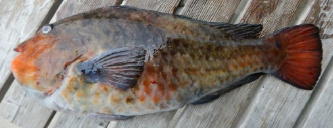 魚のアップ写真