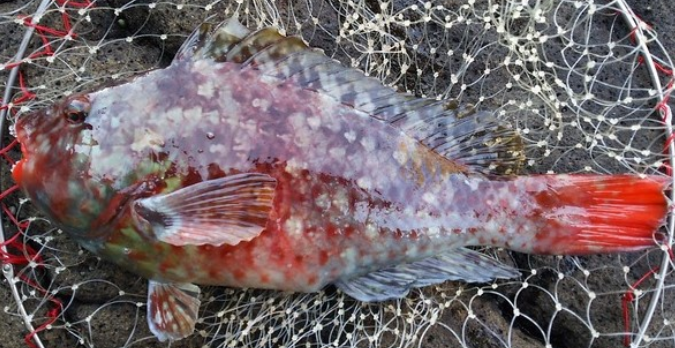 魚のアップ写真