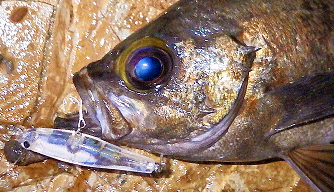 魚とルアーのアップ写真