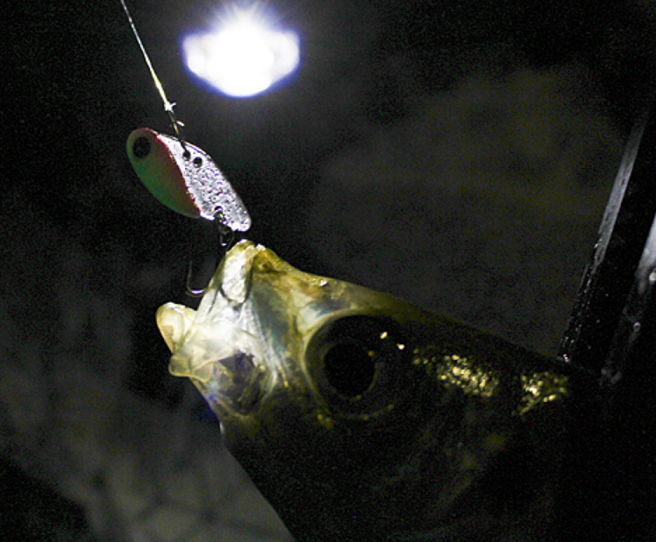 魚とルアーのアップ写真