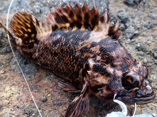 魚のアップ写真