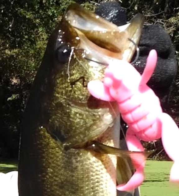 魚とワームのアップ写真