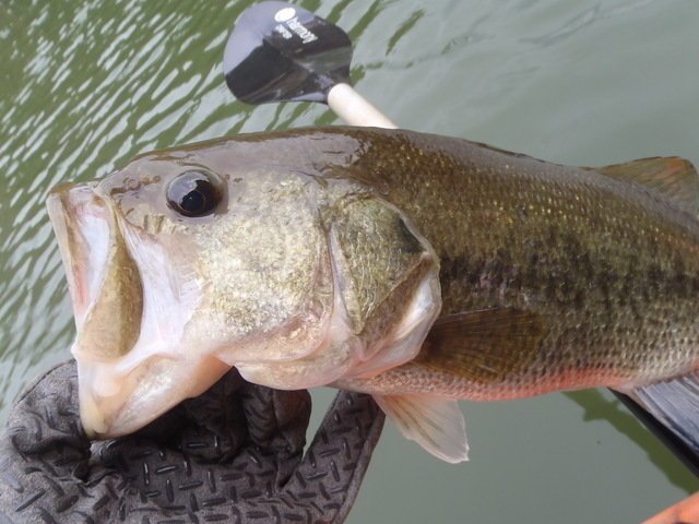 バス　釣り　写真