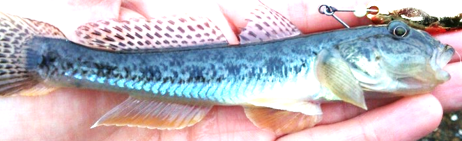 魚のアップ写真