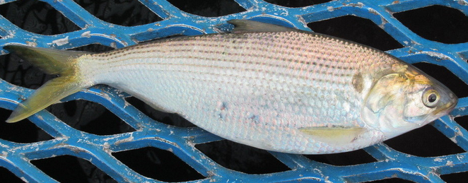 魚のアップ写真