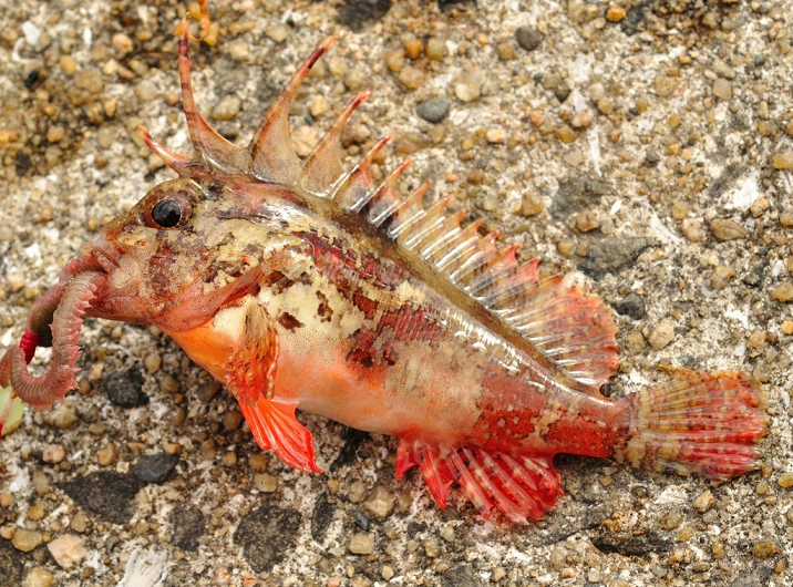 魚のアップ写真