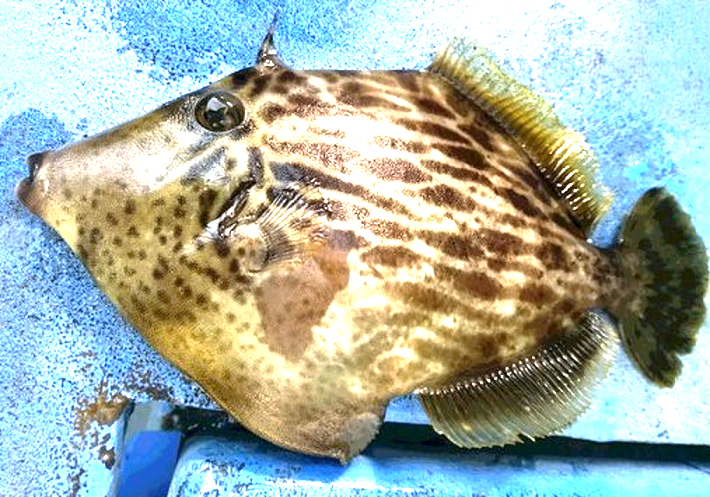 魚のアップ写真