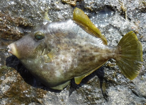 魚のアップ写真