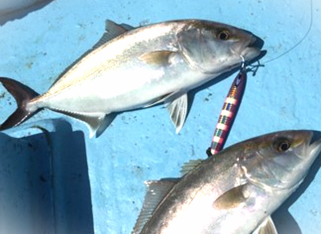 魚とルアーのアップ写真