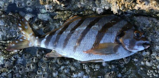 魚のアップ写真