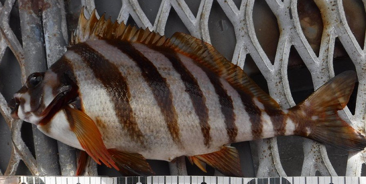 魚のアップ写真