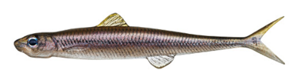 ワームのアップ写真