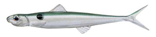 ワームのアップ写真