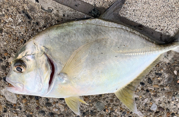 魚のアップ写真