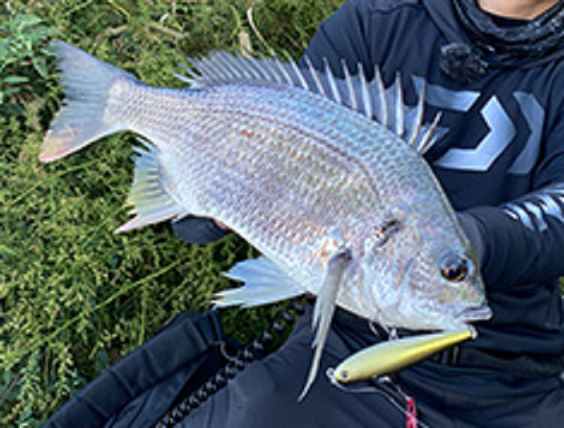 魚とルアーのアップ写真