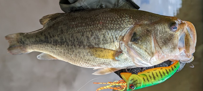 魚とルアーのアップ写真