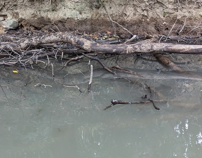 水面と沈木のアップ写真