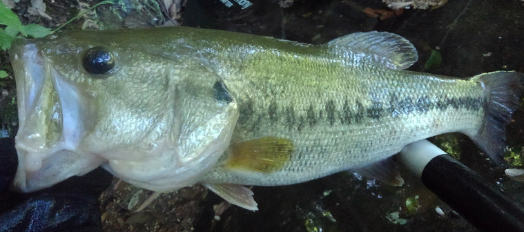 魚のアップ写真