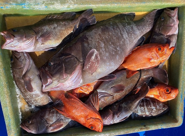 釣果のアップ写真