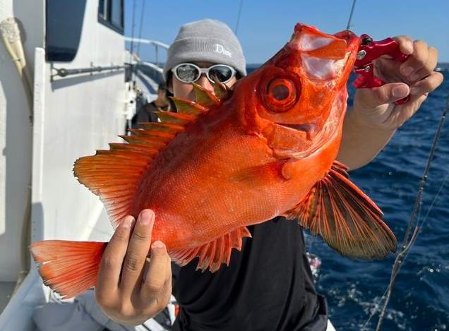 魚のアップ写真