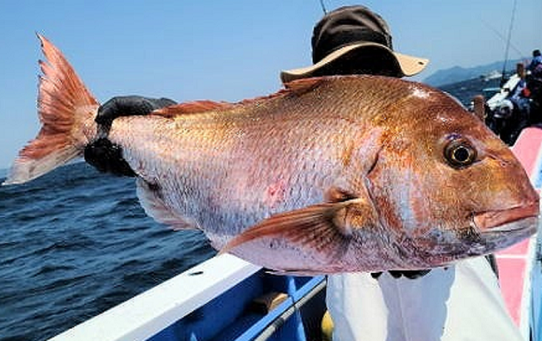 魚のアップ写真