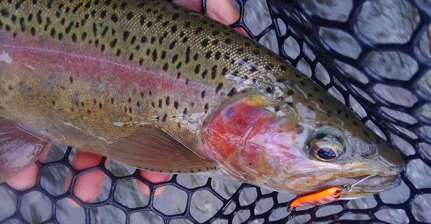 魚とルアーのアップ写真