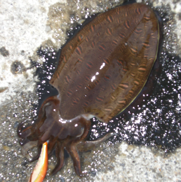 イカのアップ写真