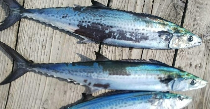 魚のアップ写真