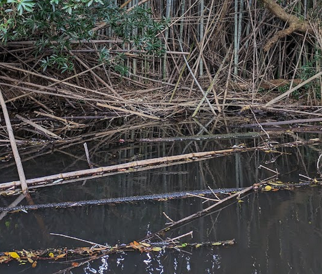 水面と沈木のアップ写真
