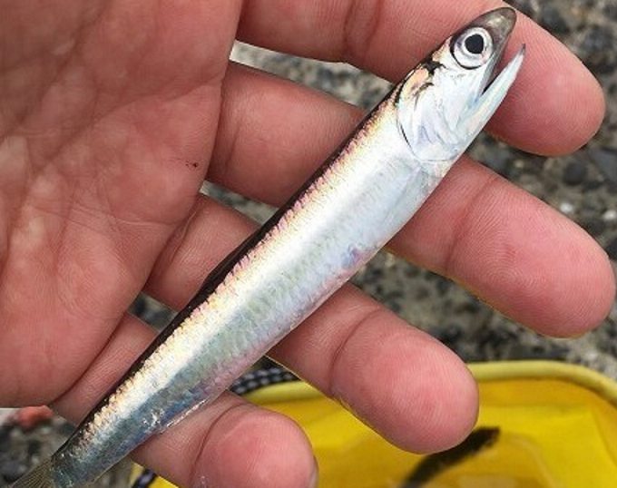 魚のアップ写真