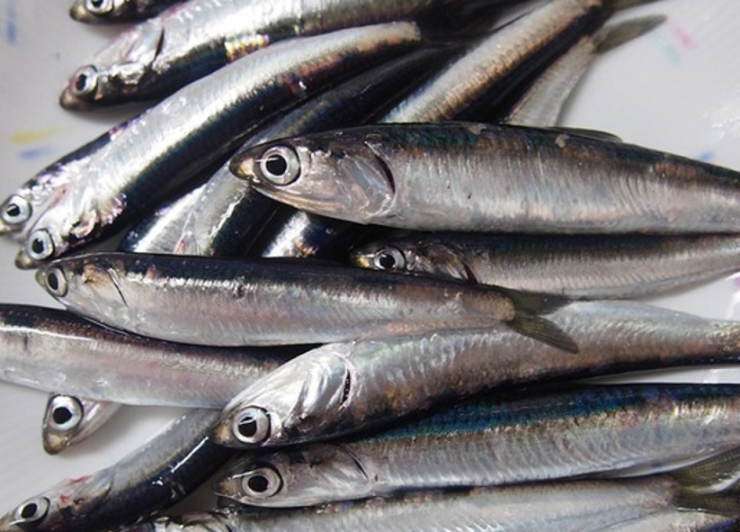 カタクチイワシってどんな魚か知ってる?特徴や釣り方+おすすめの活用法