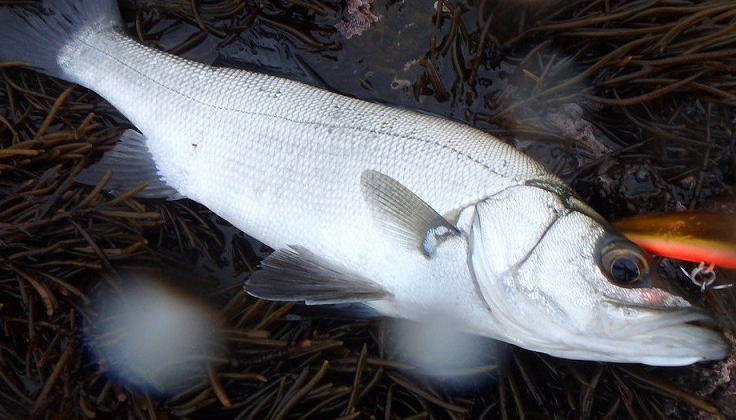 魚とルアーのアップ写真