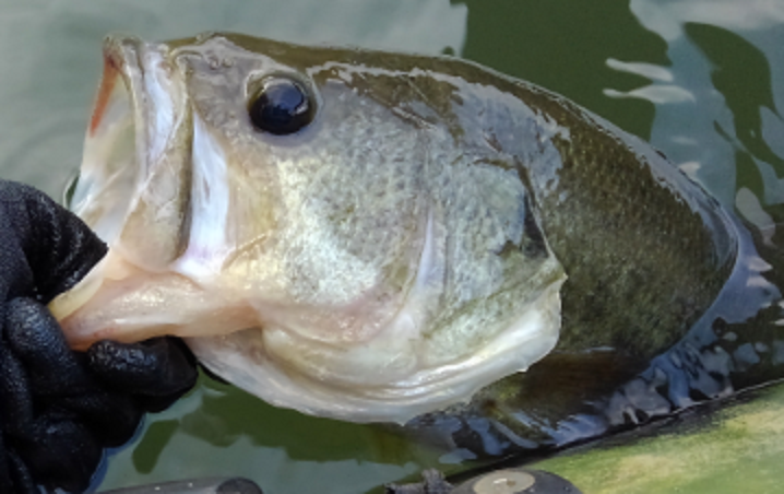 魚のアップ写真