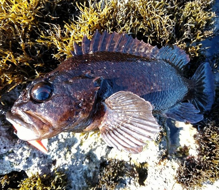 魚のアップ写真