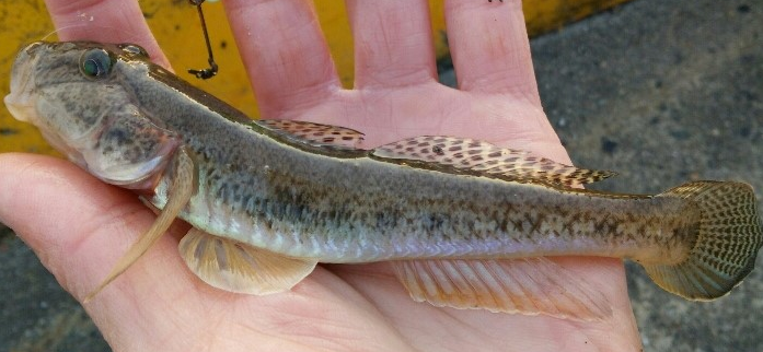 魚のアップ写真