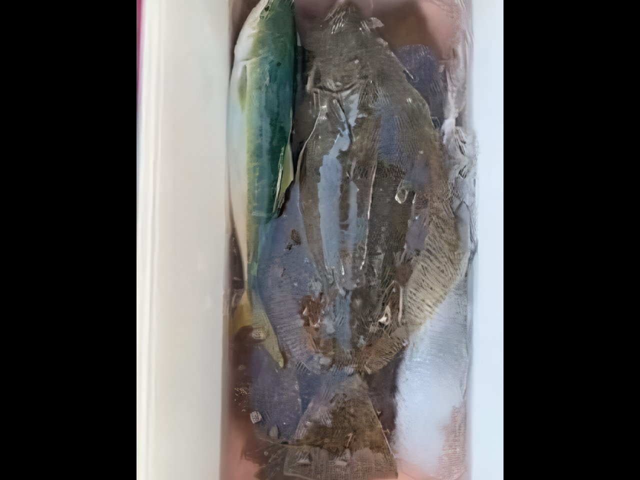 【釣果速報】強風をものともせず全員ヒラメGET！2.0kgの良型も！茨城県豊丸のヒラメ釣行は実績抜群で信頼絶大！