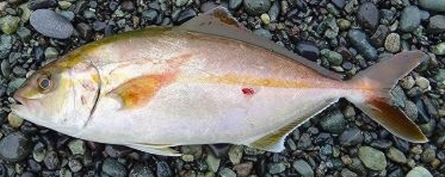 魚のアップ写真