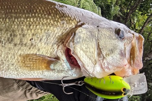 魚とルアーのアップ写真