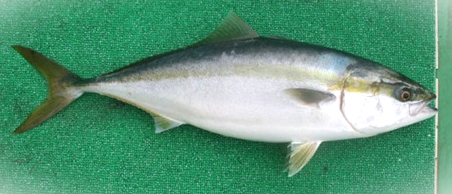 魚のアップ写真