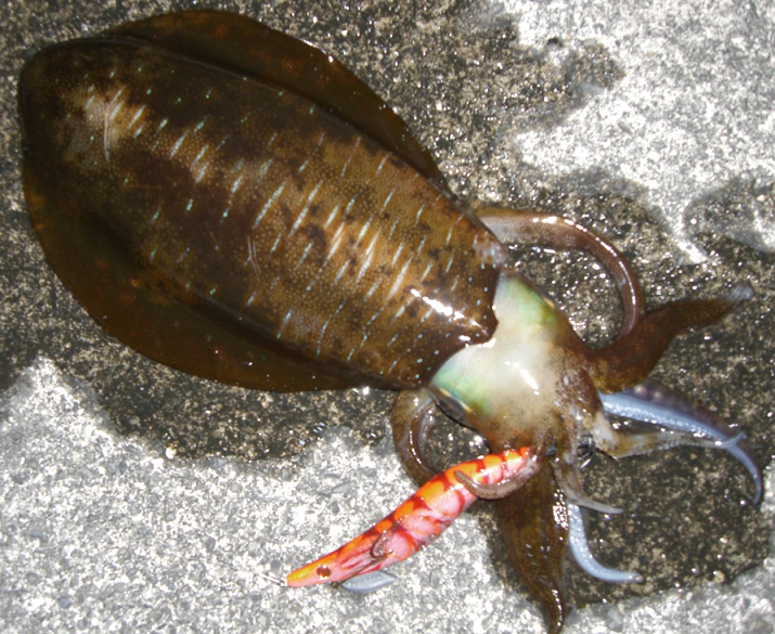 イカとエギのアップ写真