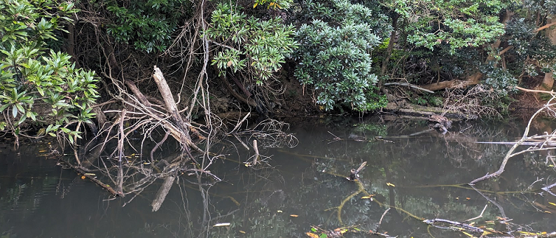 池の遠景写真