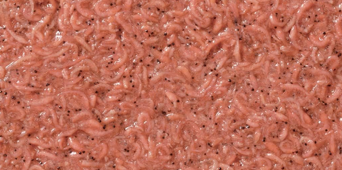 エサのアップ写真