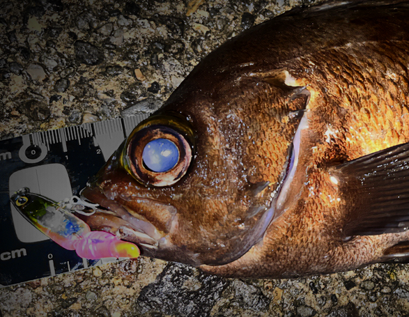 魚とルアーのアップ写真