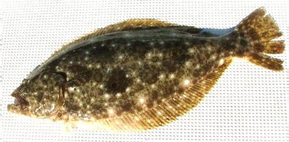 魚のアップ写真