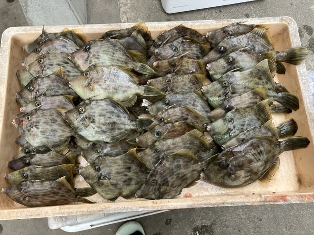 釣果