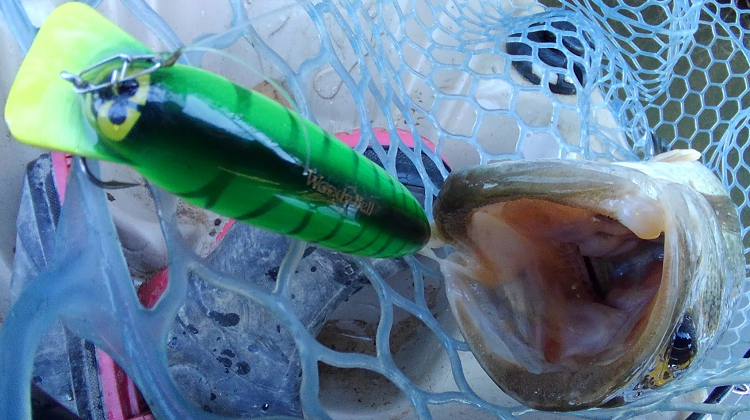 魚とルアーのアップ写真