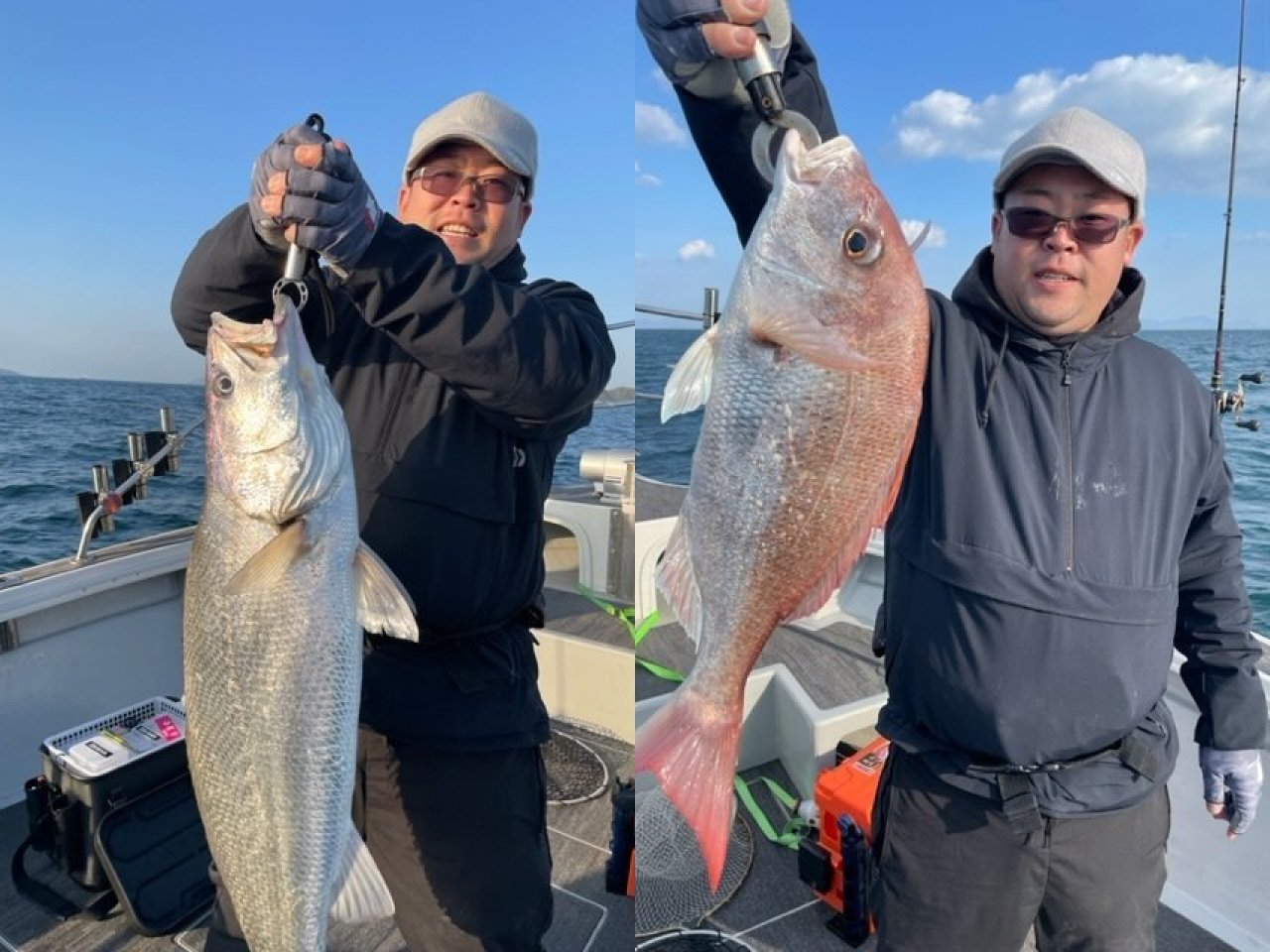 【釣果速報】マダイにアコウ、オオニベ!広島県芳丸に乗るとクーラーボックスが高級魚の宝石箱になるぞ!