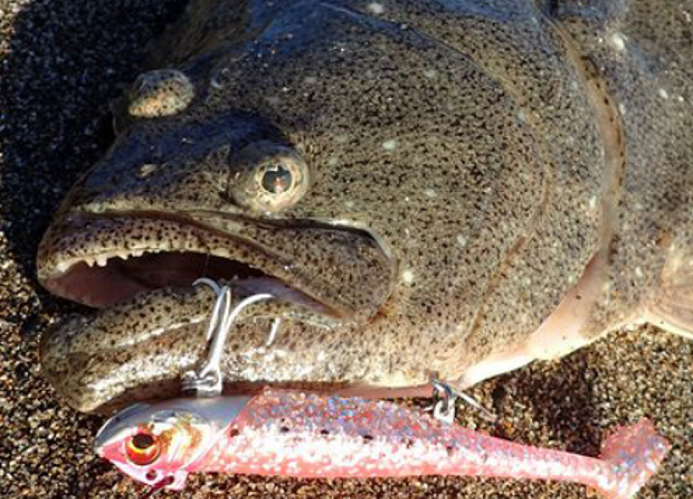 魚とルアーのアップ写真