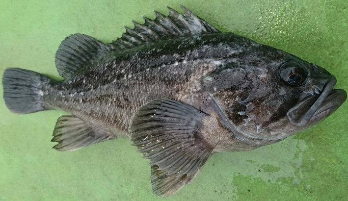 魚のアップ写真